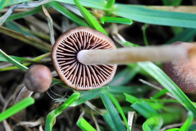 Lawn Mower's Mushroom (Panaeolus foenisecii)