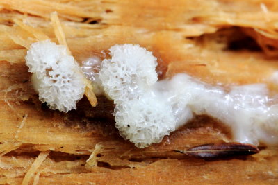Coral Slime (Ceratiomyxa fruticulosa var. poroides)