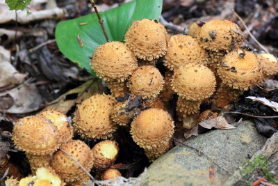 Shaggy Scalycap (Pholiota squarrosa)