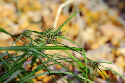 Bladder Sedge (Carex itumescens)