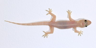 House Gecko (Hemidactylus cf. frenatus)