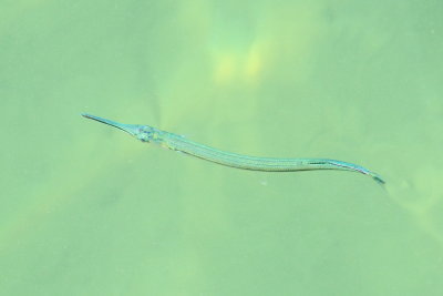 Needlefish