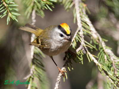 DSC_2570Kinglet, Golden-crownedsmall.jpg