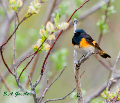 DSC_2456Redstart.amsmall  copy.jpg