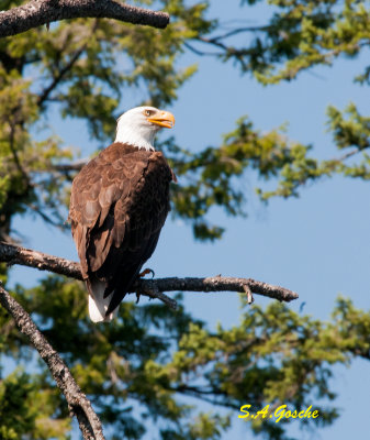 DSC_3121EagleBaldsmall.jpg