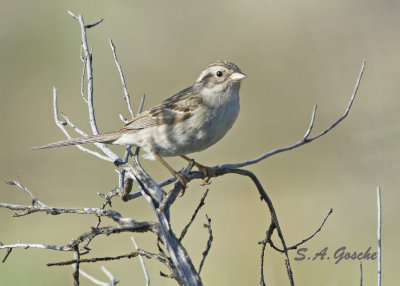 DSC_0638Sparrow Brewers small-1.jpg