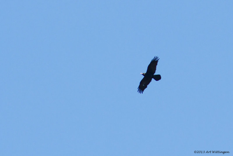 Corvus corax / Raaf / Common Raven