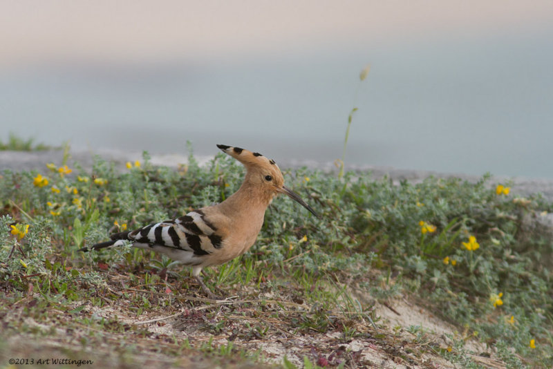 Upupa Epops / Hop / Eurasian Hoopoe