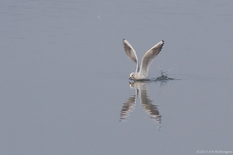 Chroicocephalus ridibundus / Kokmeeuw / Black headed Gull