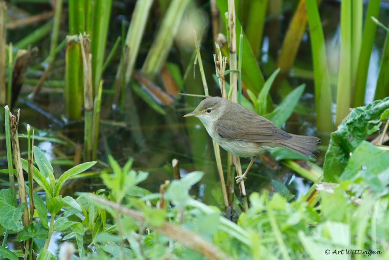 Acrocephalus scirpaceus / Kleine Karekiet / Reed Warbler