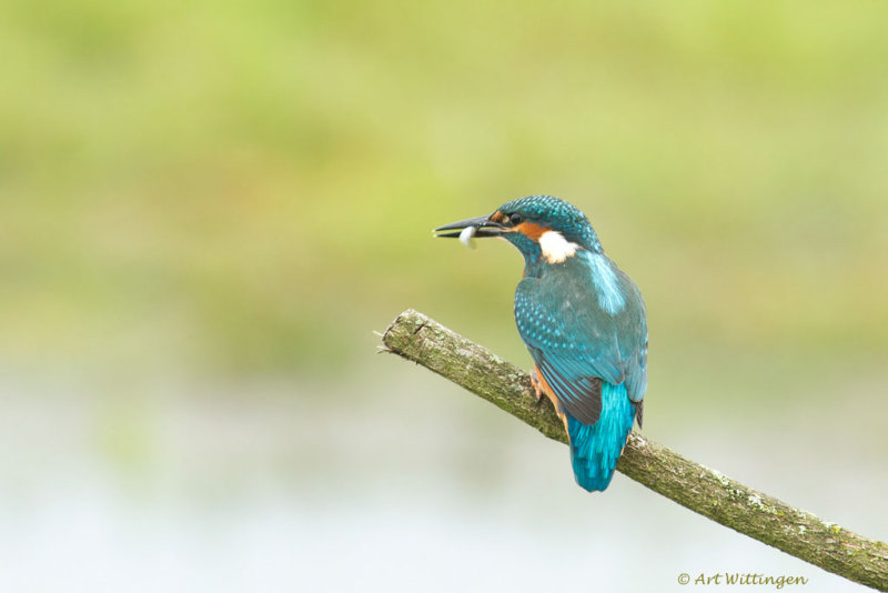 Alcedo atthis / IJsvogel / Kingfisher