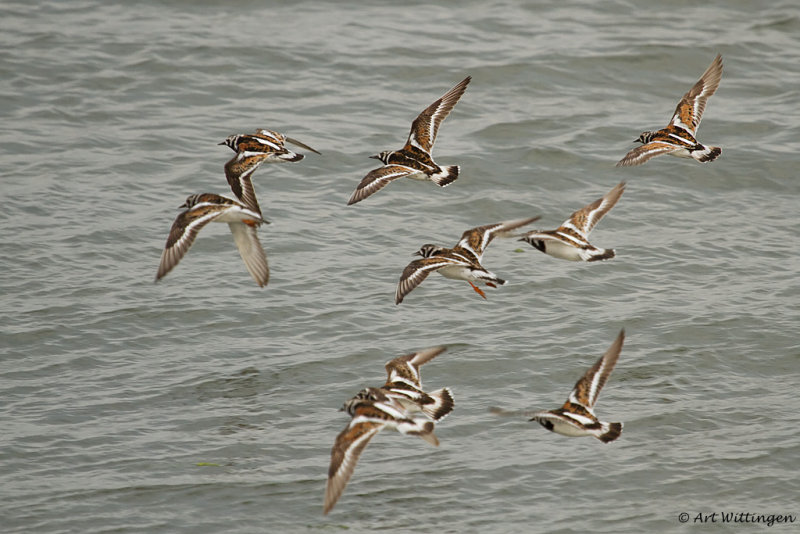 Arenaria interpres / Steenloper / Turnstone