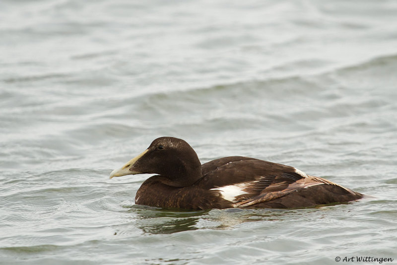Somateria Mollissima / Eider / Common Eider