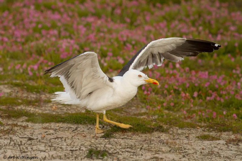 Larus graelsii / Kleine Mantelmeeuw / Lesser Black backed Gull