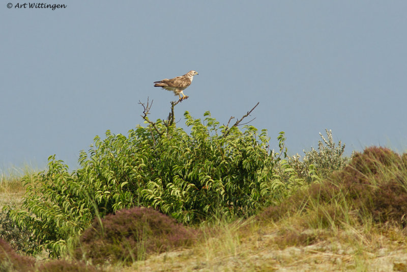 Buteo buteo / Buizerd / Common buzzard