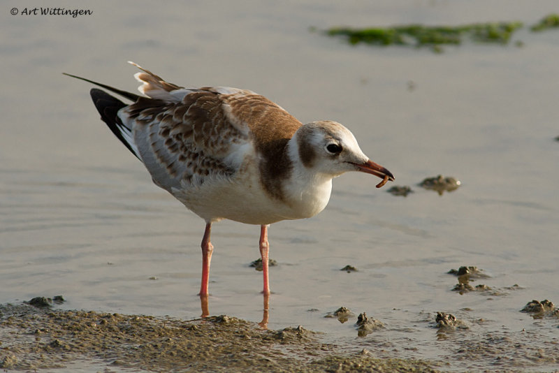 Chroicocephalus ridibundus / Kokmeeuw / Black headed Gull