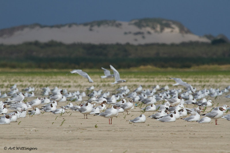 Chroicocephalus ridibundus / Kokmeeuw / Black headed Gull