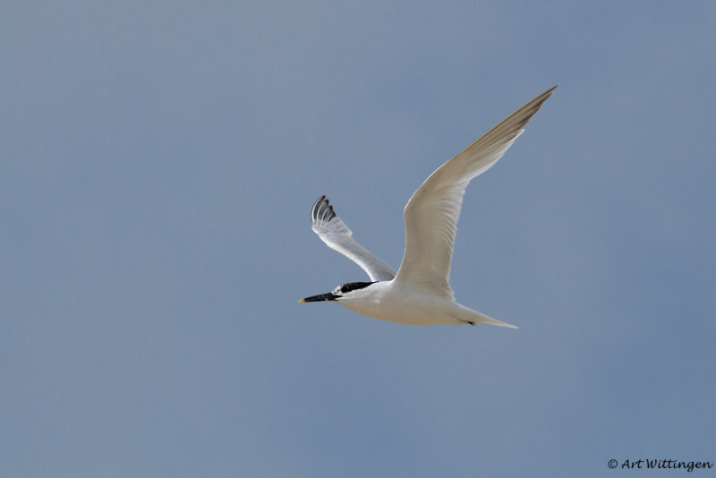 Thalasseus sandvicensis / Grote Stern / Sandwich tern