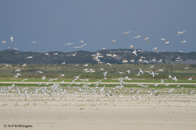 Meeuwen  en Sterns / Gulls and Terns