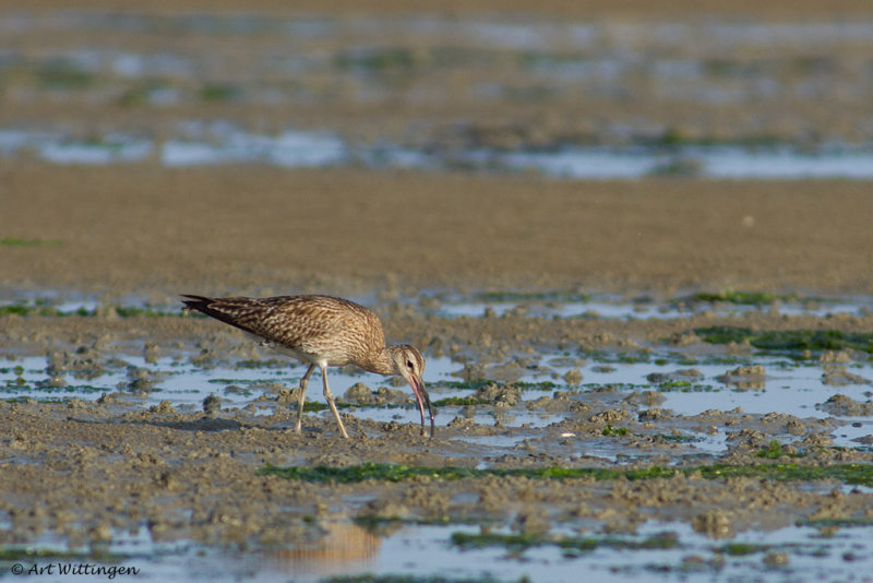 Numenius phaeopus  / Regenwulp / Whimbrel