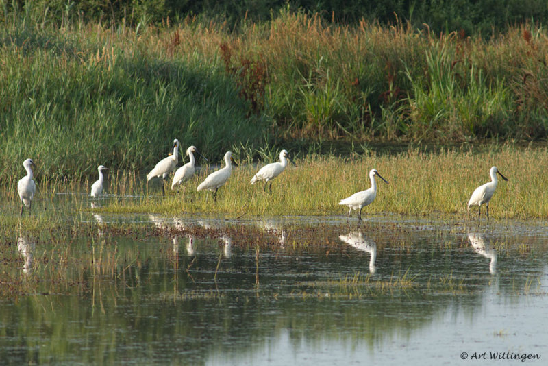 Platalea Leucorodia / Lepelaar / Eurasian Spoonbill
