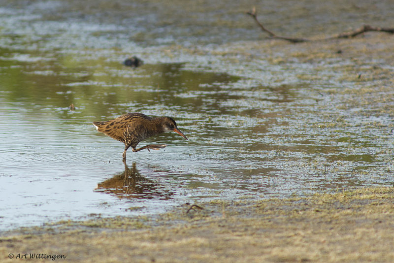Rallus aquaticus / Waterral / Water rail