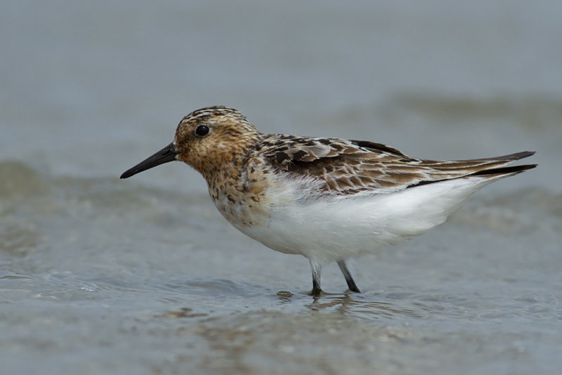 Calidris Alba / Drieteenstrandloper / Sanderling