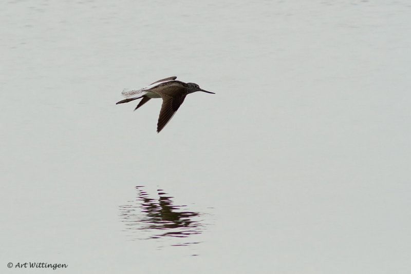  Tringa nebularia / Groenpootruiter / Common Greenshank