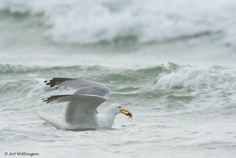 Larus Argentatus / Zilvermeeuw / European Herring Gull