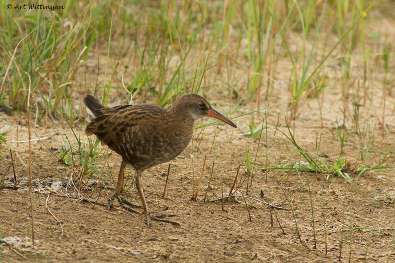 Rallus aquaticus / Waterral / Water rail