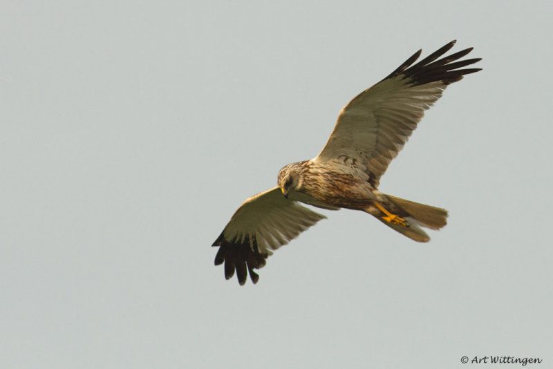 Circus Aeruginosus / Bruine Kiekendief / Western Marsh Harrier