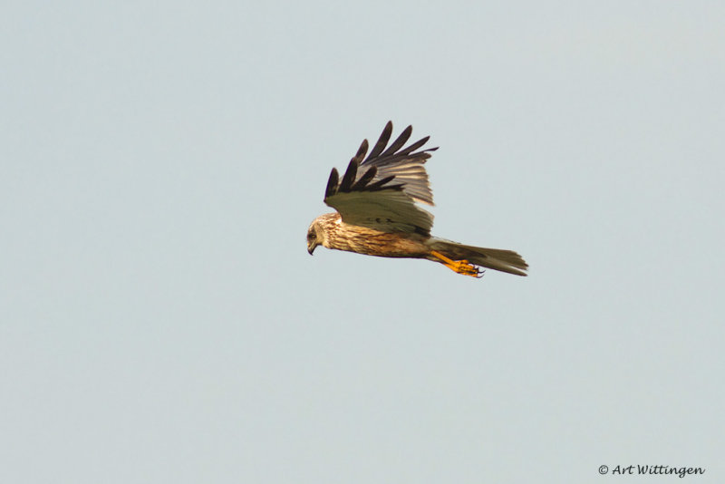 Circus Aeruginosus / Bruine Kiekendief / Western Marsh Harrier