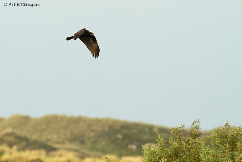 Circus Aeruginosus / Bruine Kiekendief / Western Marsh Harrier