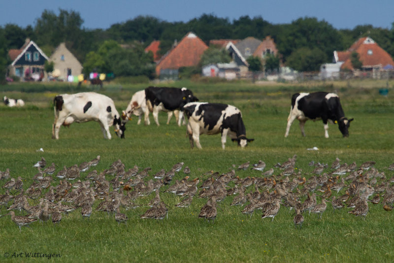Numenius Arquata / Wulp / Eurasian Curlew