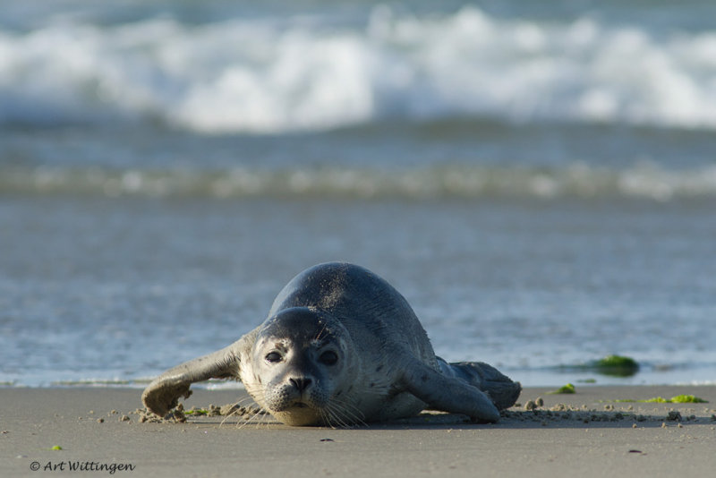 Phoca vitulina / Gewone Zeehond / Common seal 