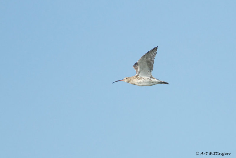 Numenius Arquata / Wulp / Eurasian Curlew