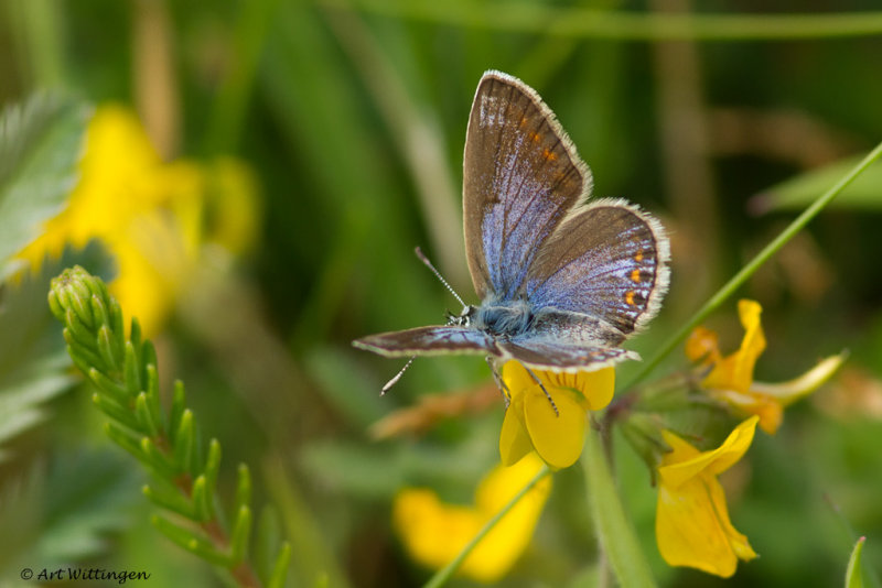 Icarusblauwtje / Common Blue / Polyommatus icarus