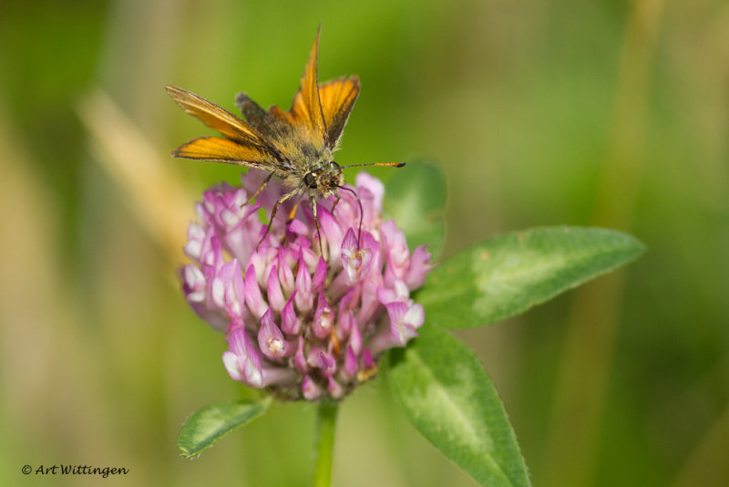  Thymelicus lineola / Zwartprietdikkopje /  Essex skipper