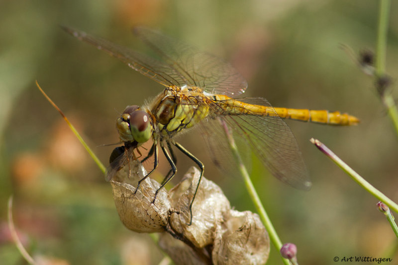 Sympetrum vulgatum / Steenrode heidelibel / Vagrant Darter