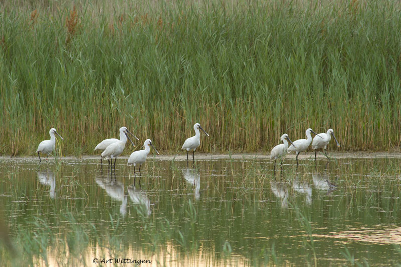 Platalea Leucorodia / Lepelaar / Eurasian Spoonbill