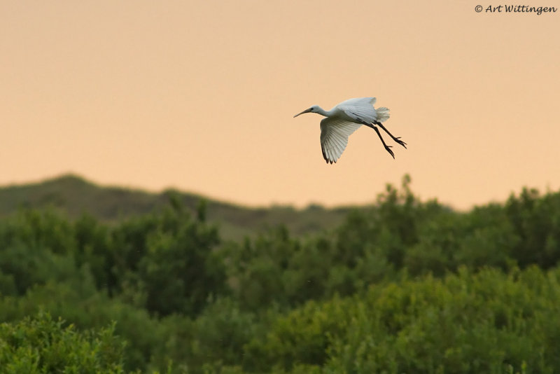 Platalea Leucorodia / Lepelaar / Eurasian Spoonbill