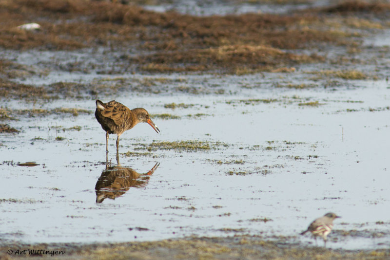 Rallus aquaticus / Waterral / Water rail