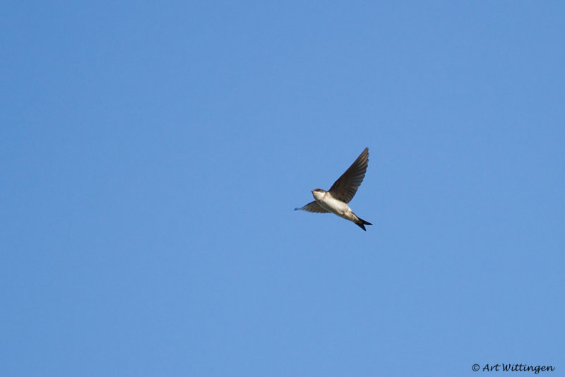 Delichon urbica / Huiszwaluw / House Martin