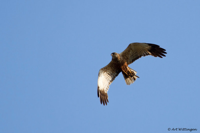 Circus Aeruginosus / Bruine Kiekendief / Western Marsh Harrier