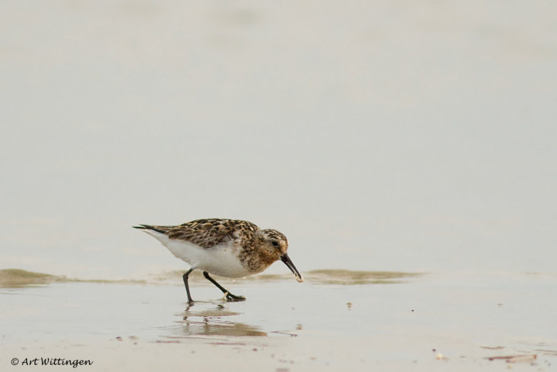 Calidris Alba / Drieteenstrandloper / Sanderling