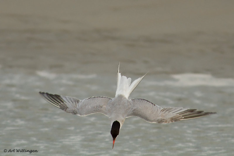 Sterna Hirundo / Visdief / Common Tern