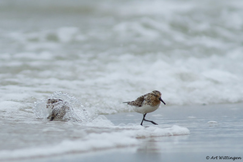 Calidris Alba / Drieteenstrandloper / Sanderling
