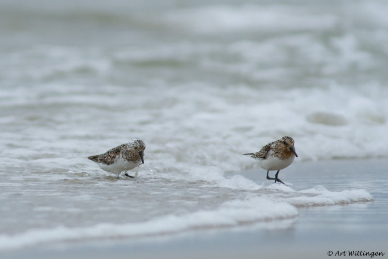 Calidris Alba / Drieteenstrandloper / Sanderling