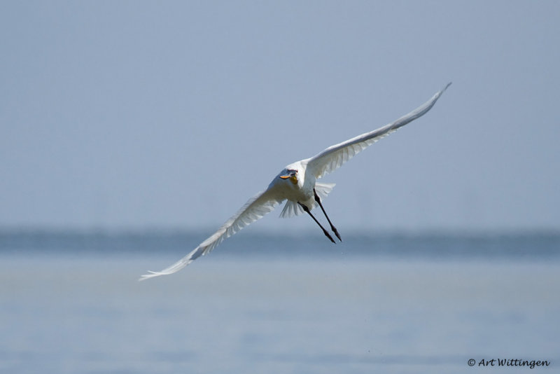 Platalea Leucorodia / Lepelaar / Eurasian Spoonbill