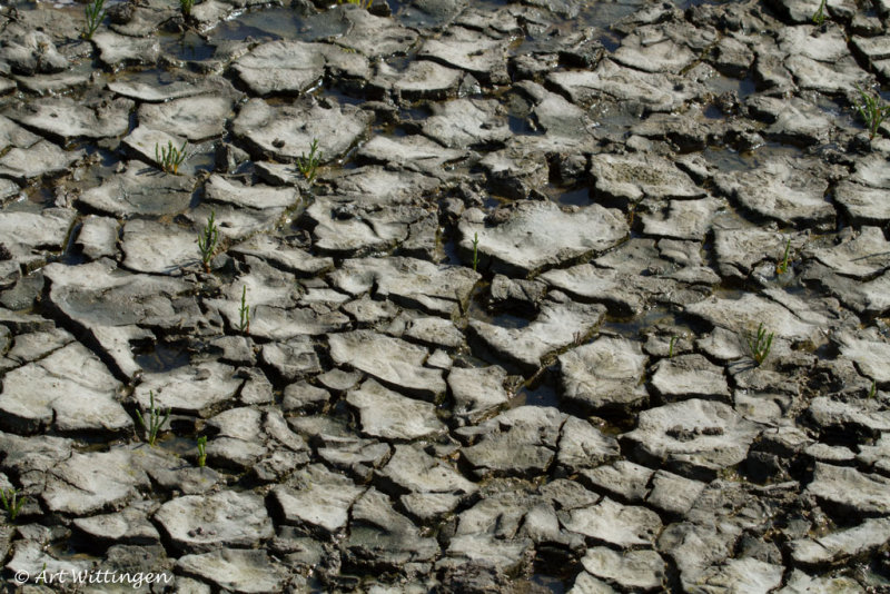 Uitgedroogde modder / Dried mud